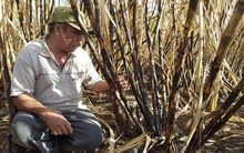 Mía đường lo ngay ngáy, gọi mốc 1/1/2020 là thời điểm đe doạ ngành