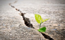 Sống ở đời, muốn nên cơm nên cháo, phải học cách “mặt dày” ở 4 phương diện