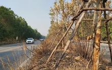 Cây xanh Quốc lộ 18 bất ngờ bị đốt cháy, đơn vị quản lý nói gì?