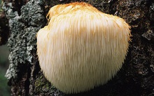 Mệnh danh là “món ăn của thượng đế”, hóa ra mỗi loại nấm lại có một “quyền năng” chữa bệnh khác nhau, hãy ghi nhớ để ăn cho đúng!