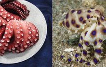 Cảnh báo loại động vật “bản sao” dễ nhầm với bạch tuộc nhưng có nọc độc gấp 50 lần rắn hổ mang, hàm lượng nhỏ vẫn giết chết 10 người trên 70kg