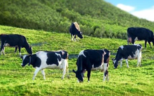 Nâng sở hữu lên 75%, Vinamilk cử đại diện vào vị trí CEO của GTNfoods