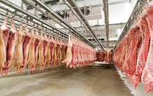 Việt Nam sẽ là quốc gia đầu tiên thí điểm giảm thiểu kháng kháng sinh trong chăn nuôi