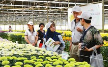 27 năm trước từng bị gọi là "điên" khi đưa nhà kính về Việt Nam, nhưng nhờ người đàn ông này Đà Lạt đã biến thành thủ phủ hoa của cả nước