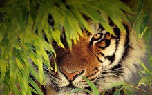 Đừng như con mèo tức giận chỉ biết xù lông, hãy là hổ dữ gầm nhẹ một tiếng muôn loài khiếp sợ: Chỉ có thực lực mới quyết định lời nói của bạn nặng nhẹ ra sao