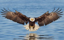 Muốn thành công phải biết sống và tái sinh như đại bàng: Tự dứt sạch lông và đập gãy mỏ, không dám chọn nỗi đau thấu xương thì chỉ còn đường chết