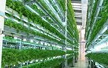 Chuẩn bị tổ chức hội nghị xúc tiến đầu tư, du lịch với Nhật Bản