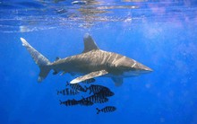 [TÔI MẤT TIỀN] Bơi theo cá mập, tôi đã mất tiền như thế nào?