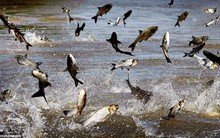 Hùng Vương, Vĩnh Hoàn, Navico đã khởi động, doanh nghiệp cá tra sẽ "được mùa" năm 2019?