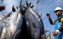 3,5 tỷ USD xuất khẩu hải sản và chiếc 'thẻ vàng' của EU