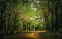 Nhà giàu Việt tìm về bản nguyên cuộc sống