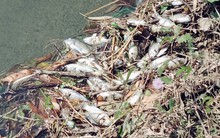 Nước kênh nổi bọt trắng xóa, cá chết dày đặc ở Quảng Nam: Người dân vô ý đổ 'dung dịch lạ'