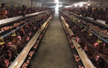 Trứng gà...mặn chát