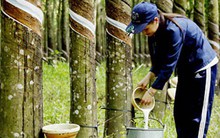 Xuất khẩu cao su tháng 2/2019 giảm mạnh