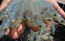 Một vài lưu ý khi xuất khẩu tôm sang thị trường Anh