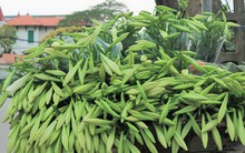 "Thủ phủ" hoa loa kèn bung nở, nông dân Tây Tựu hốt bạc