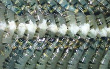 Thuế 0%, xuất khẩu tôm sang thị trường Nhật Bản tăng mạnh