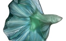 Bộ sưu tập lấy cảm hứng từ đại dương chinh phục giới thượng lưu và người yêu nghệ thuật chế tác pha lê trên toàn thế giới