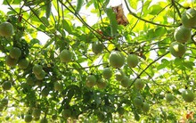 Từ vô danh, một loại quả Việt Nam tham vọng bán với giá đắt nhất thế giới, thành tên gọi phổ biến như kiwi New Zealand