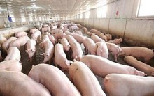 Đã có hơn 4.230 con lợn bị mắc bệnh và tiêu hủy vì dịch tả châu Phi ở 7 tỉnh
