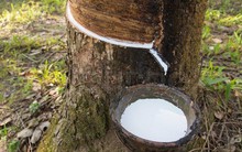 Cao su Tây Ninh (TRC) đặt mục tiêu LNTT 106 tỷ đồng trong năm 2019