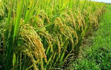 Khởi đầu năm, ngành nông nghiệp khó khăn cả về thị trường lẫn giá