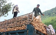 Vì sao Trung Quốc giảm nhập sắn Việt?