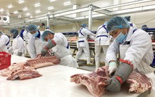 Dịch tả lợn Châu Phi: Trong thách thức, có cơ hội!