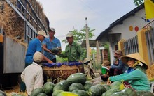 Lý giải dưa hấu trồng ở Việt Nam được "lên tem" Trung Quốc tại vườn