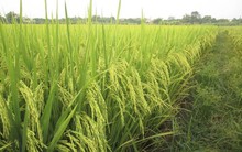 Vinaseed (NSC): Kế hoạch lãi đi ngang, ước đạt 261 tỷ đồng trong năm 2019