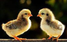 Dabaco (DBC): Kế hoạch lãi đi ngang, ước đạt 356 tỷ đồng trong năm 2019