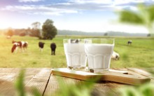 “Đấu trường” sữa Việt Nam – đất chật người đông, miếng ngon thì khó nhằn