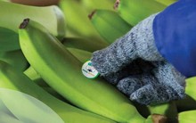 Hoàng Anh Gia Lai (HAG) báo lỗ ròng 539 tỷ trong quý 2, đang mượn tạm bầu Đức hơn 2.500 tỷ đồng