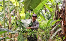 Lá chuối thay nilon, người dân kiếm bạc triệu từ nghề chặt lá chuối