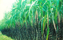 Thành Thành Công Biên Hòa (SBT) thông qua phương án phát hành 500 tỷ đồng trái phiếu không chuyển đổi