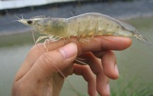 Về nước bán tôm giống, Công ty của Việt kiều Úc được định giá tới 330 triệu USD, cao hơn cả "vua tôm" Minh Phú