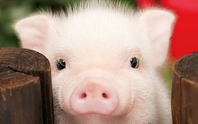 Tiếp tục tái cơ cấu sau khi về chung nhà với Masan, Anco giảm 93% lợi nhuận 2018, đặt kế hoạch lãi dao động mạnh từ 0-100 tỷ!