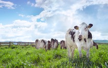 Vinamilk đã có những bước tiến dài sau hơn 2 năm làm sữa organic