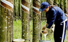 Dự báo xuất khẩu cao su thoát cảnh trầm lắng khi Trung Quốc tăng mua