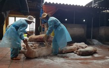 Bắc Giang: Lợn chết đầy sông tại... thượng nguồn