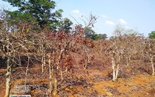 Tây Nguyên: Cà phê hạ giá, nông dân điêu đứng