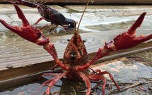 Loại đặc sản nhiều người mê nhưng nghe đến bà con lại khiếp sợ