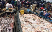 Vụ cá bè chết trắng trên sông La Ngà: Số lượng lên đến gần 1.000 tấn