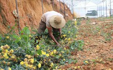 Hoa cúc nhiễm bệnh, nhà vườn Đà Lạt lao đao