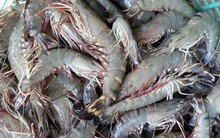 Chính phủ yêu cầu triệt phá dứt điểm các đối tượng, cơ sở đưa tạp chất vào tôm