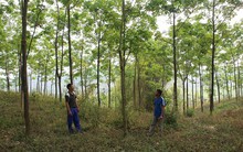 Cao su Tây Bắc: “Vàng trắng” thành trắng tay?