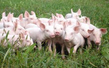 Giá thịt lợn hơi có xu hướng tăng trở lại, cao nhất lên tới 49.000 đồng/kg