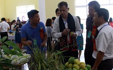 Xoài Sơn La xuất khẩu sang thị trường Mỹ, Anh và Australia