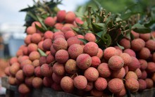 Giá vải thiều tăng cao, Bắc Giang thu gần 2.000 tỷ đồng kể từ đầu vụ