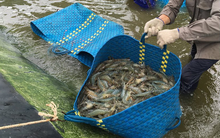 MPC giảm phân nửa lãi ròng về chỉ còn 155 tỷ sau 6 tháng, thực hiện chưa đến 11% chỉ tiêu